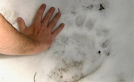 600lb black bear print in snow