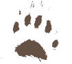 bear paw