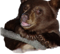 Cub in tree