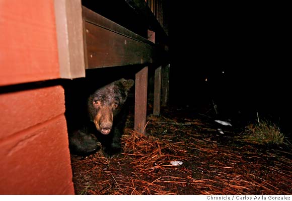 bear running from under house