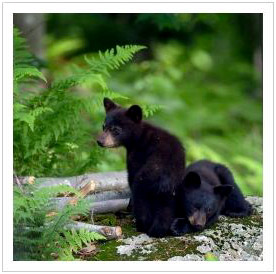 2 black bear cubs