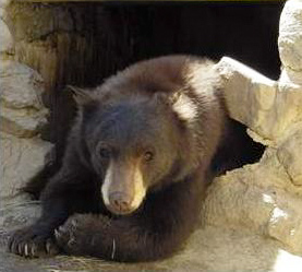 Thanksgiving cub recovered
