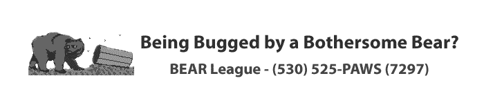 Being Bugged by a Bothersome Bear?