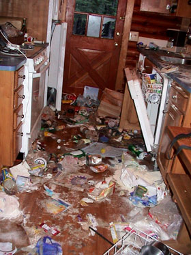 kitchen bear damage