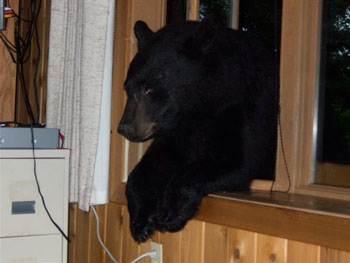 bear entering house through window